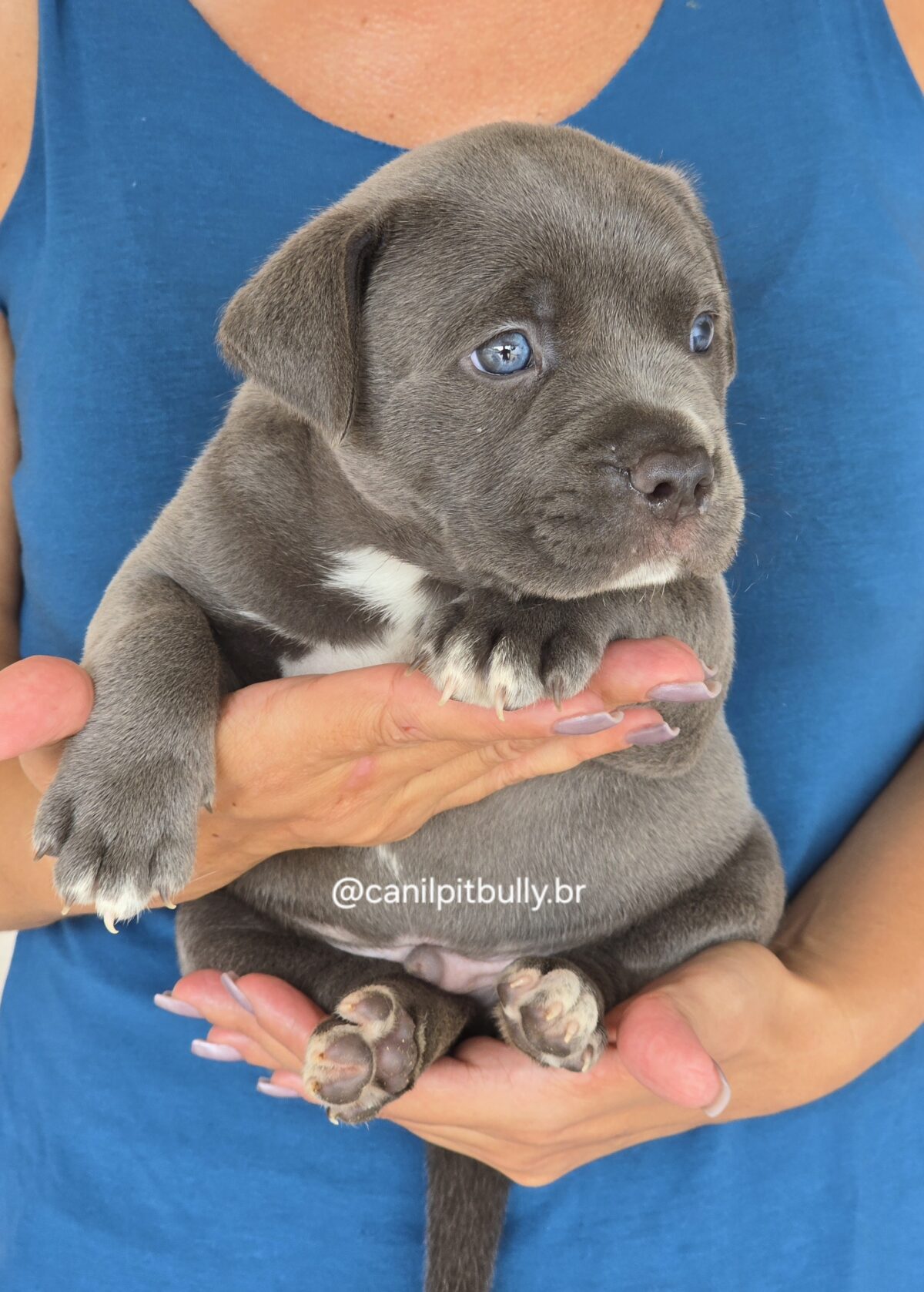 Filhote Pit Monster macho cinza bluenose