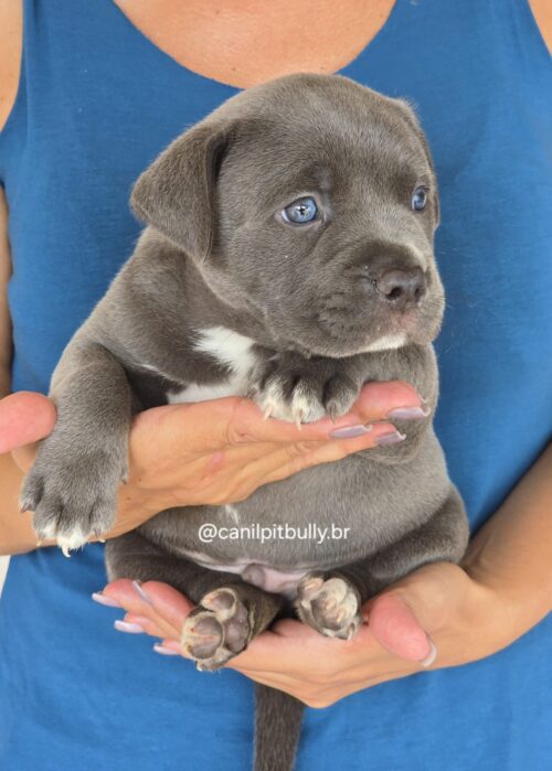Filhote Pit Monster macho cinza bluenose
