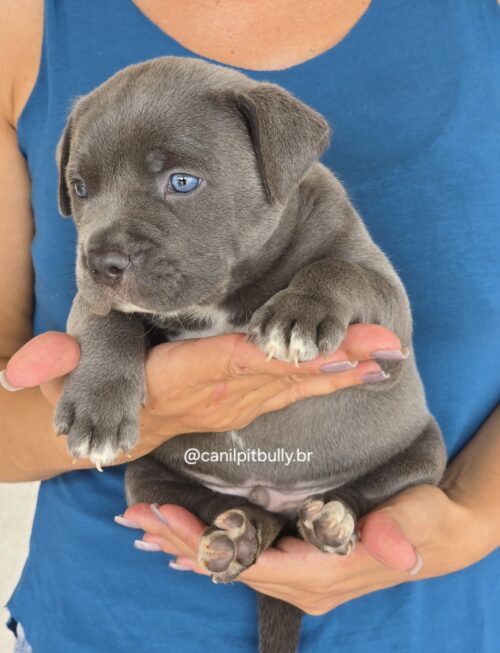 Filhote Pit Monster macho cinza bluenose