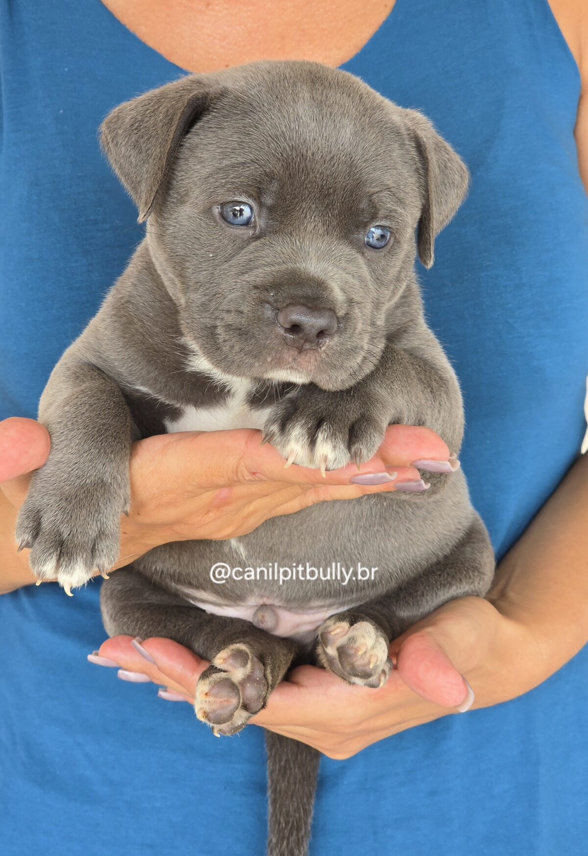 Filhote Pit Monster macho cinza bluenose