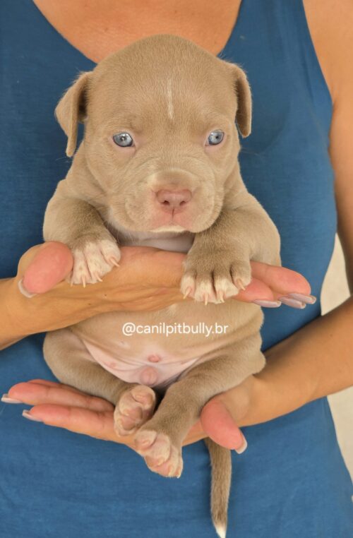 Filhote Pit Monster macho 1 Lilac