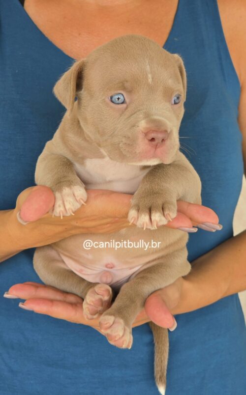 Filhote Pit Monster macho 1 Lilac