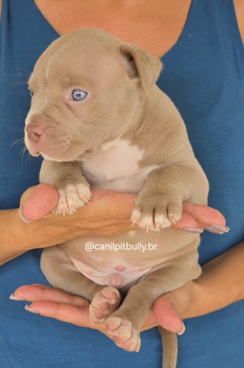 Filhote Pit Monster macho 1 Lilac