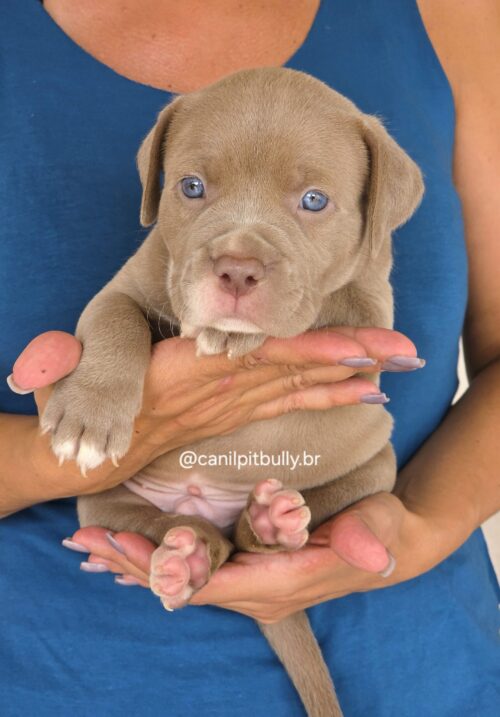 Filhote Pit Monster macho 2 Lilac