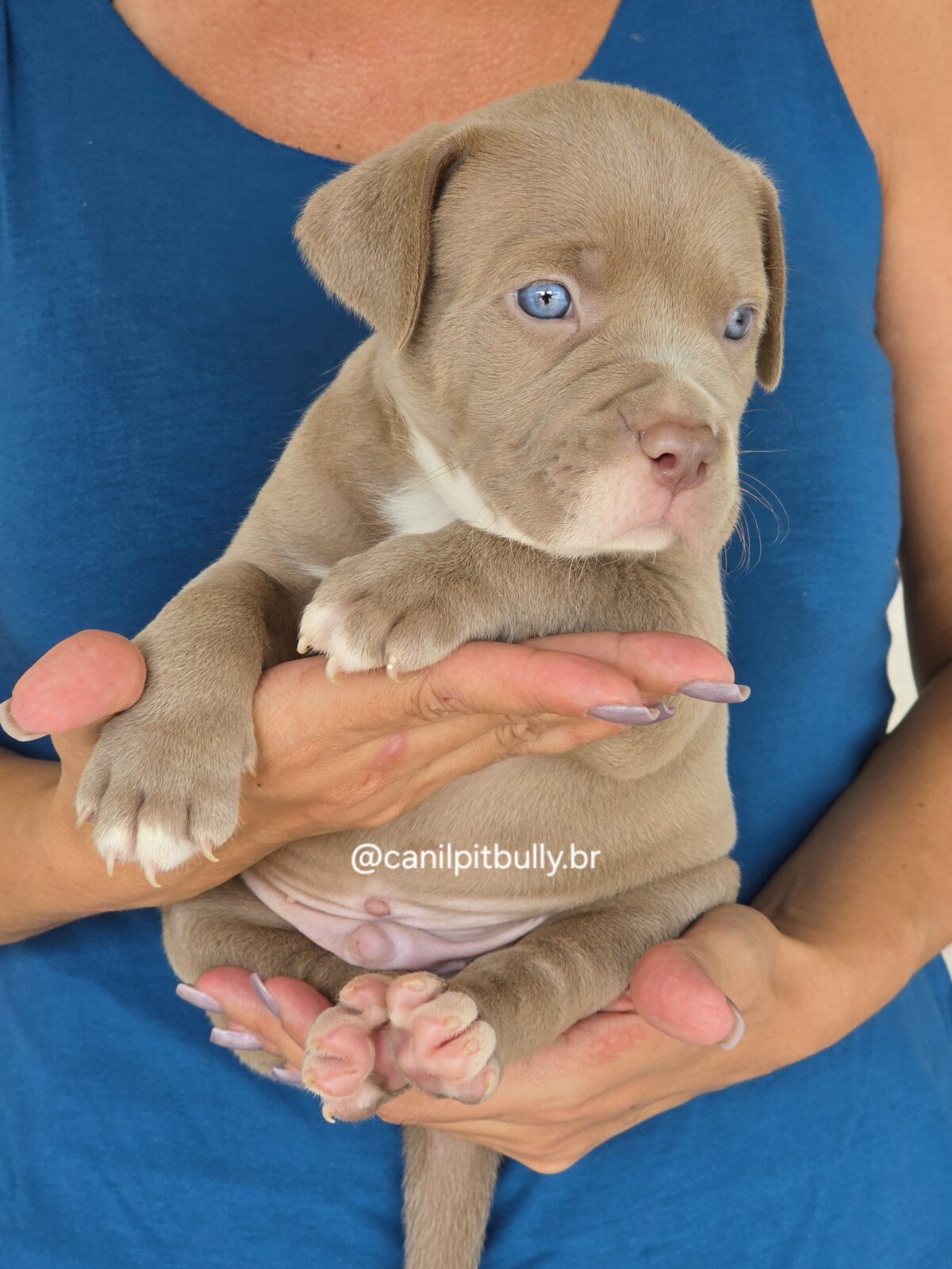 Filhote Pit Monster macho 2 Lilac