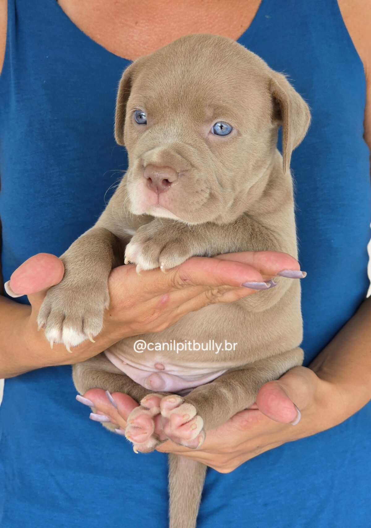 Filhote Pit Monster macho 2 Lilac