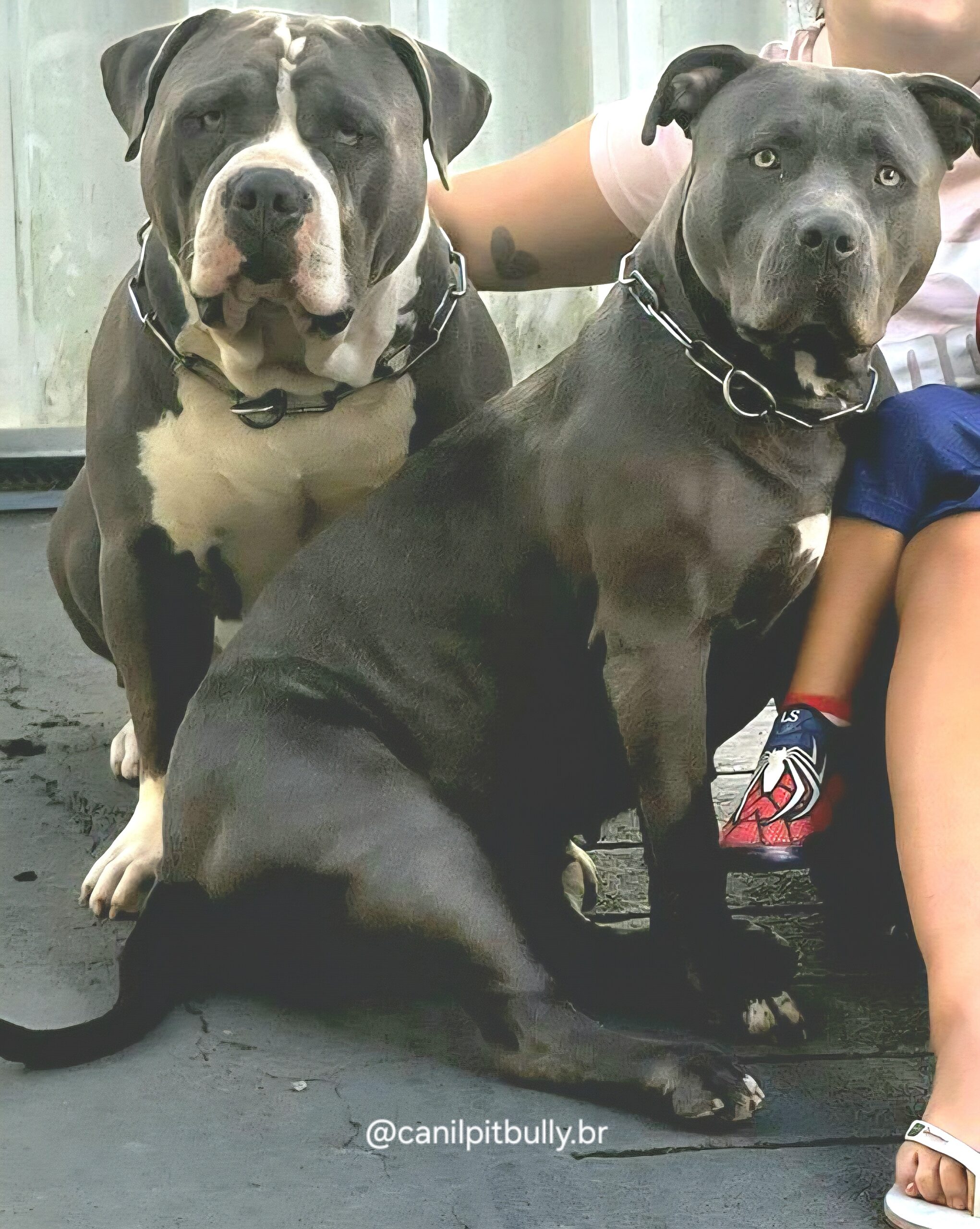 Pit Monster cinza Bluenose - THOR