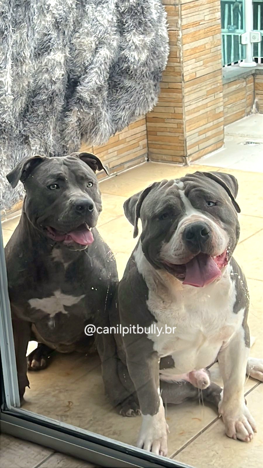 Pit Monster cinza bluenose - Kiara