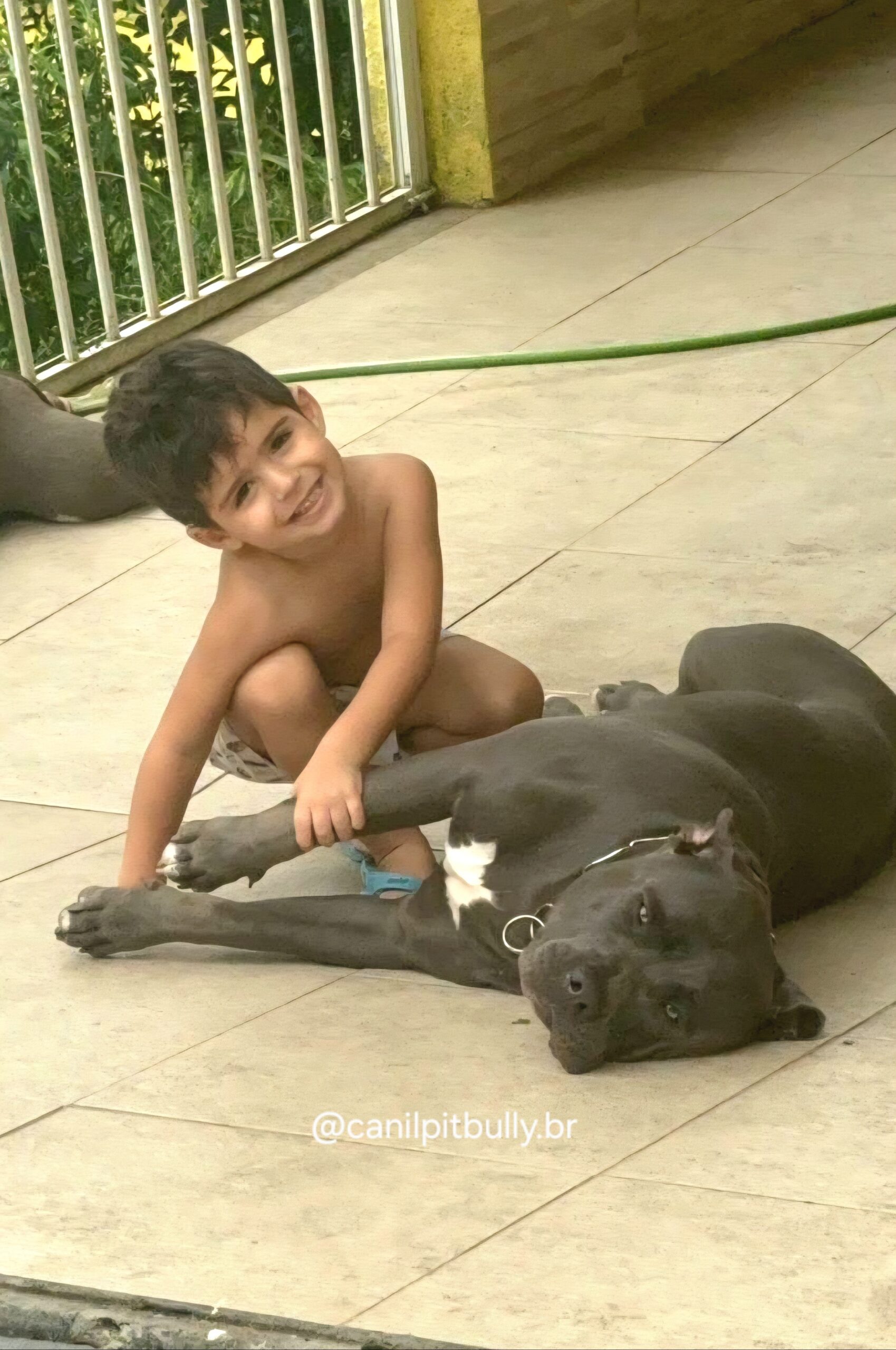 Pit Monster cinza bluenose - Kiara