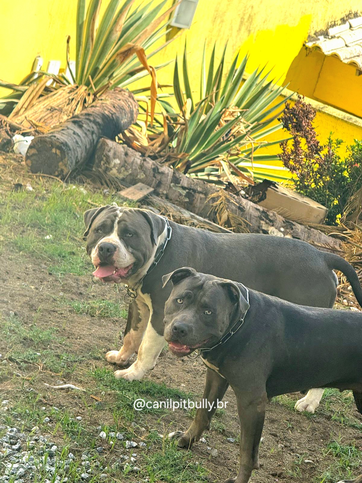 Pit Monster cinza bluenose - Kiara