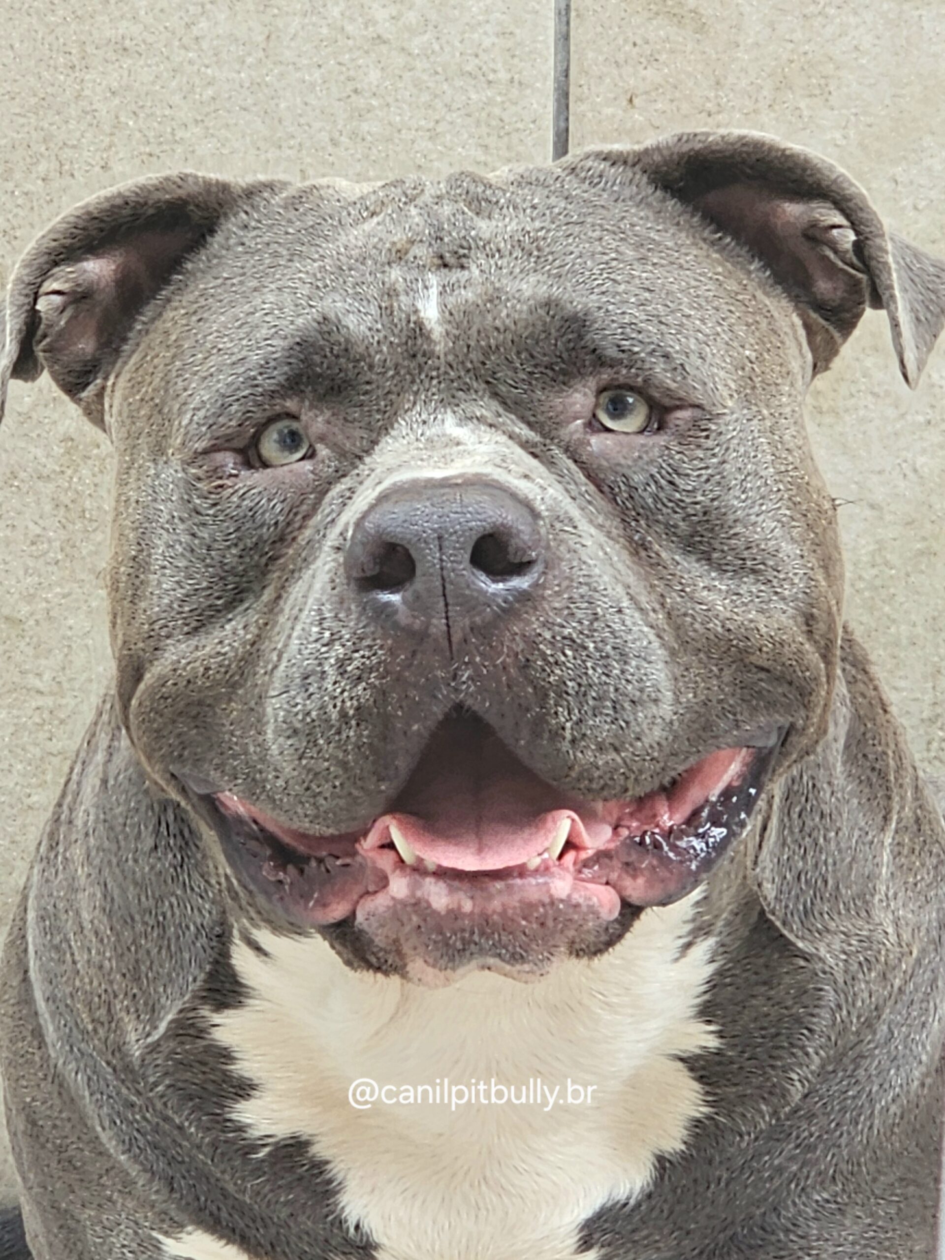 Pit Monster Cinza Bluenose - Gohar