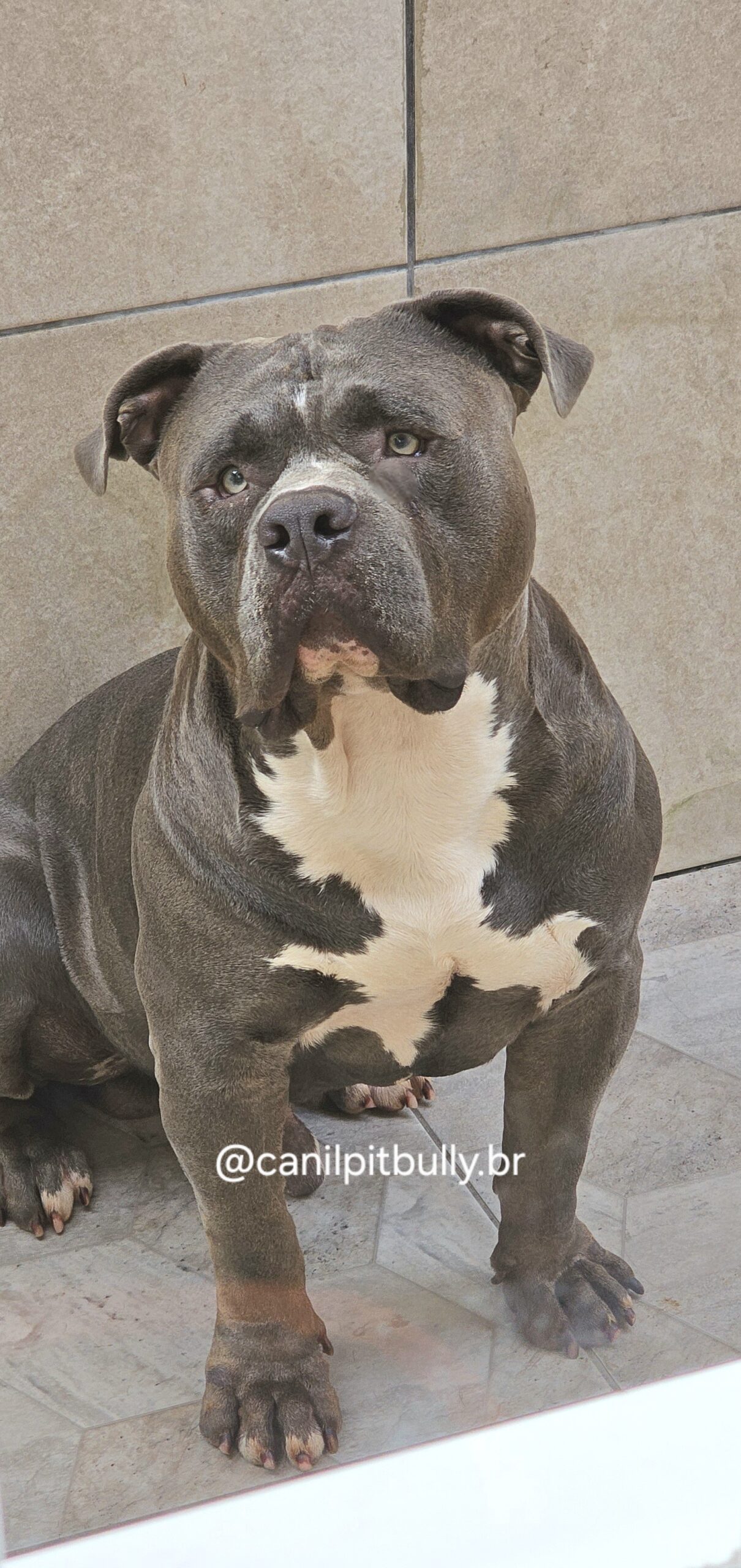 Pit Monster Cinza Bluenose - Gohar