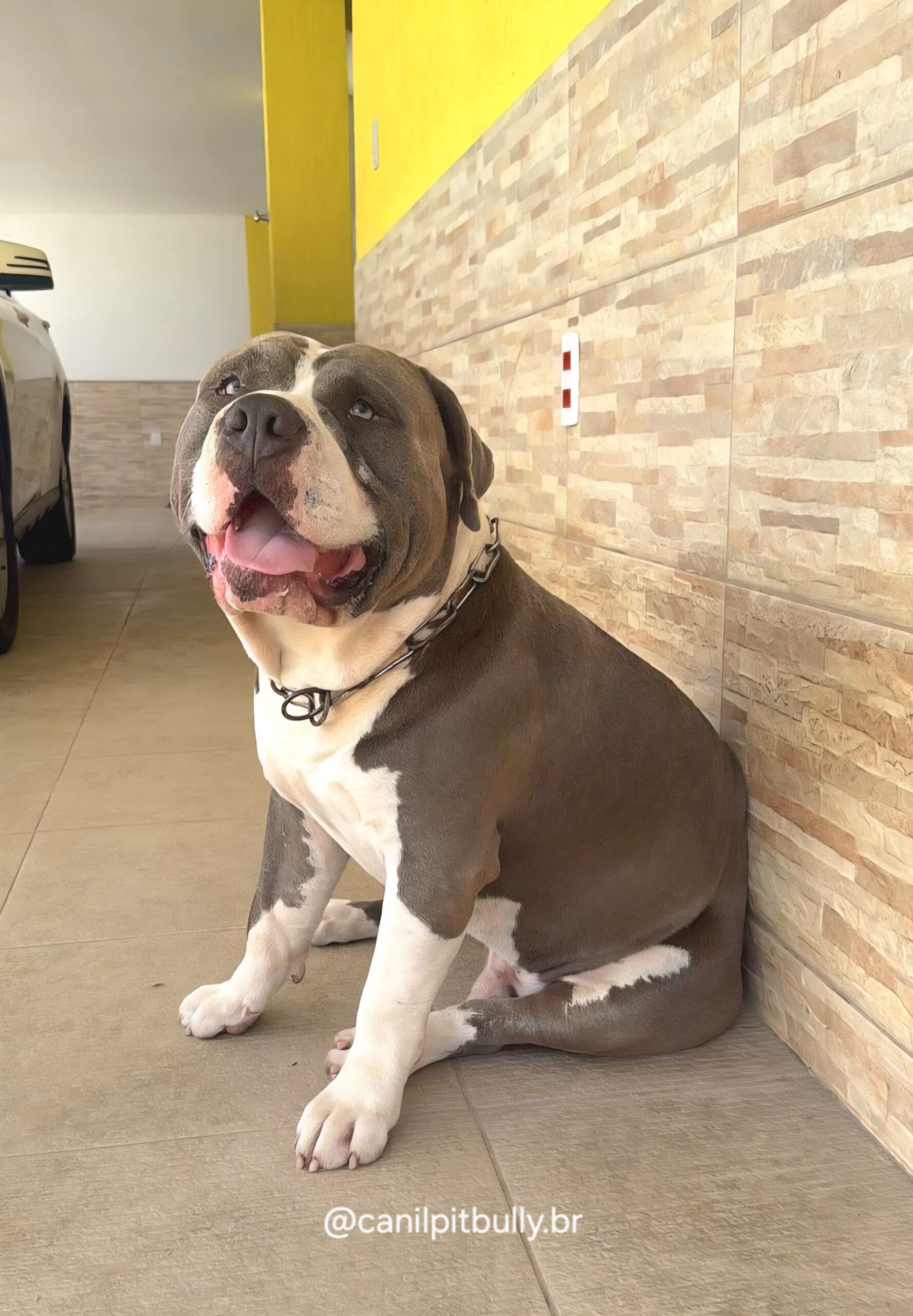 Pit Monster cinza Bluenose - THOR