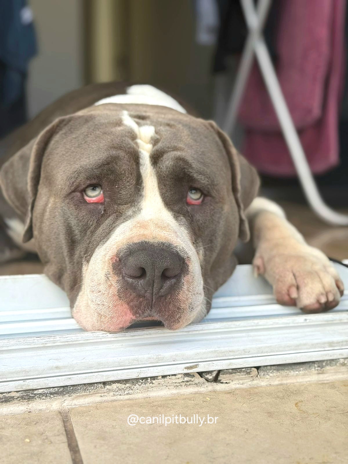 Pit Monster cinza Bluenose - THOR