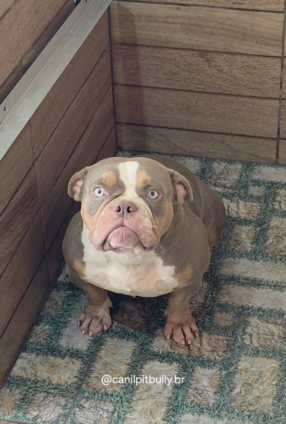 American Bully Trililac - Mona
