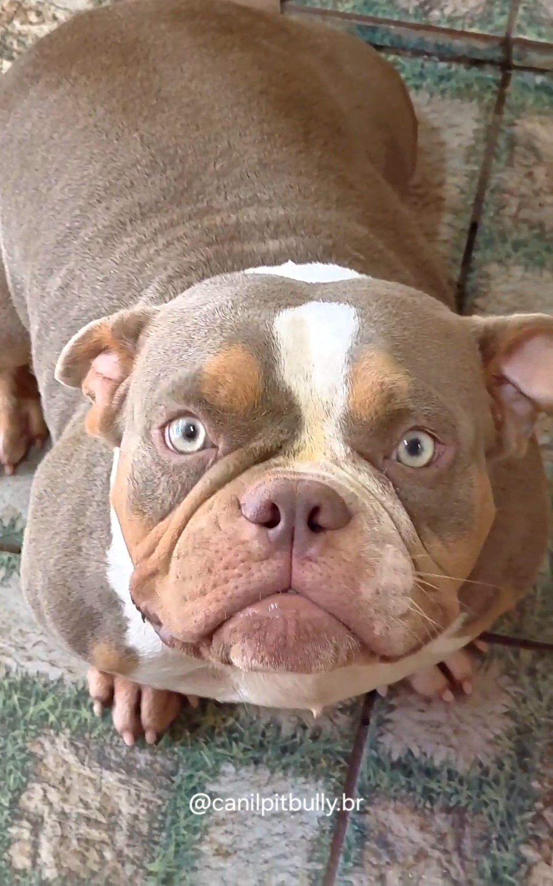 American Bully Trililac - Mona