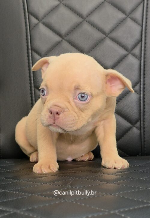 Filhote de American Bully fêmea creme Filhote de American Bully fêmea creme