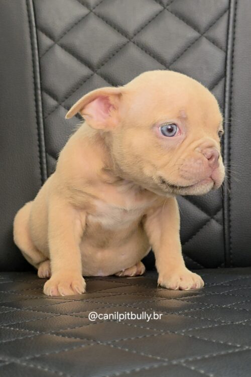 Filhote de American Bully fêmea creme Filhote de American Bully fêmea creme