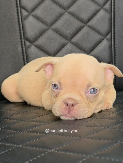 Filhote de American Bully fêmea creme Filhote de American Bully fêmea creme