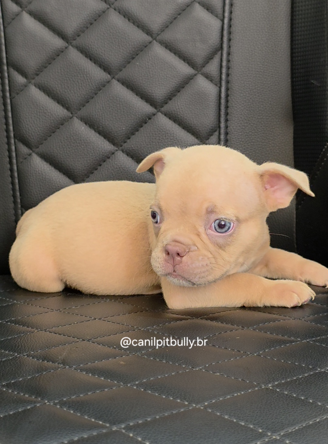 Filhote de American Bully fêmea creme Filhote de American Bully fêmea creme