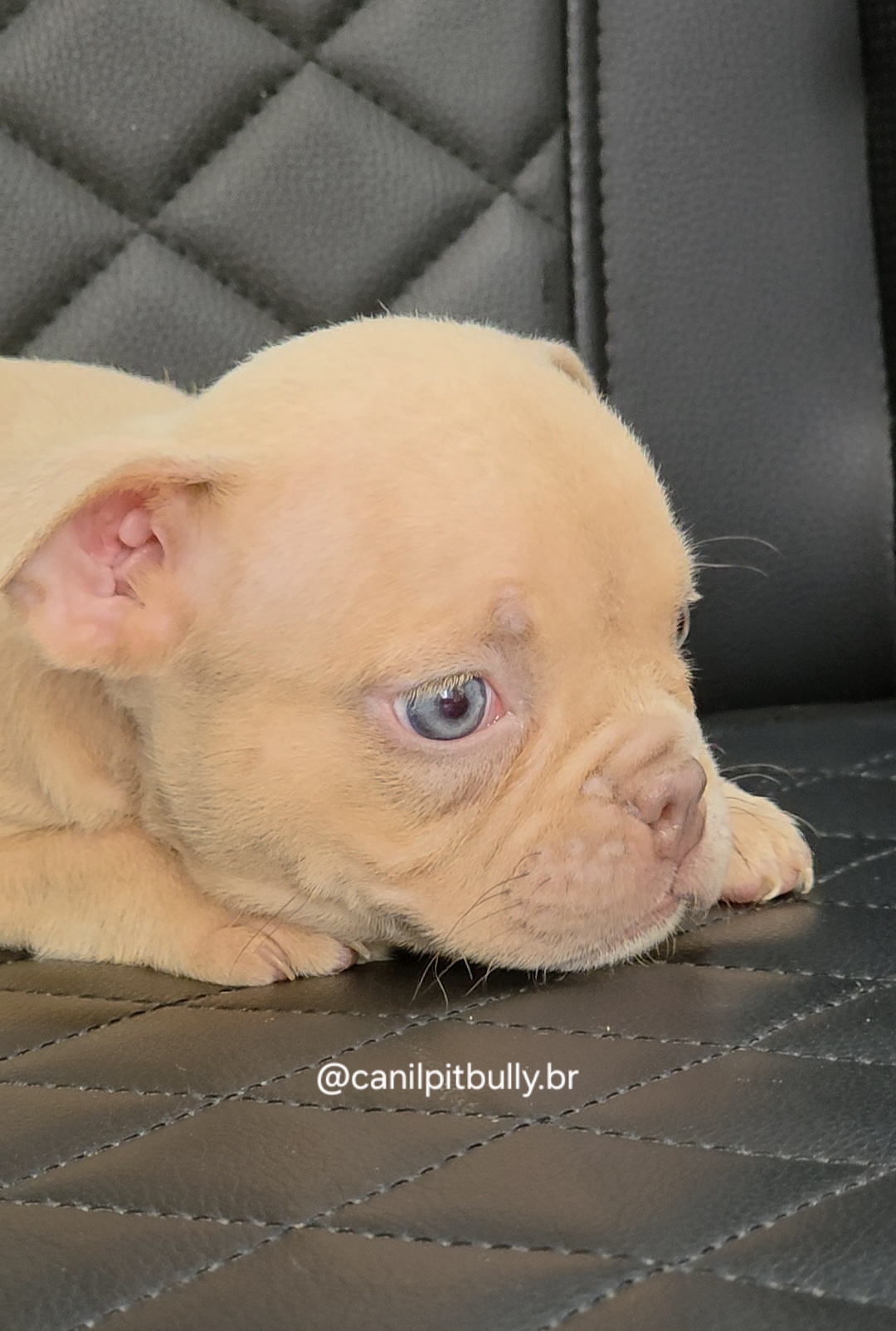 Filhote de American Bully fêmea creme Filhote de American Bully fêmea creme