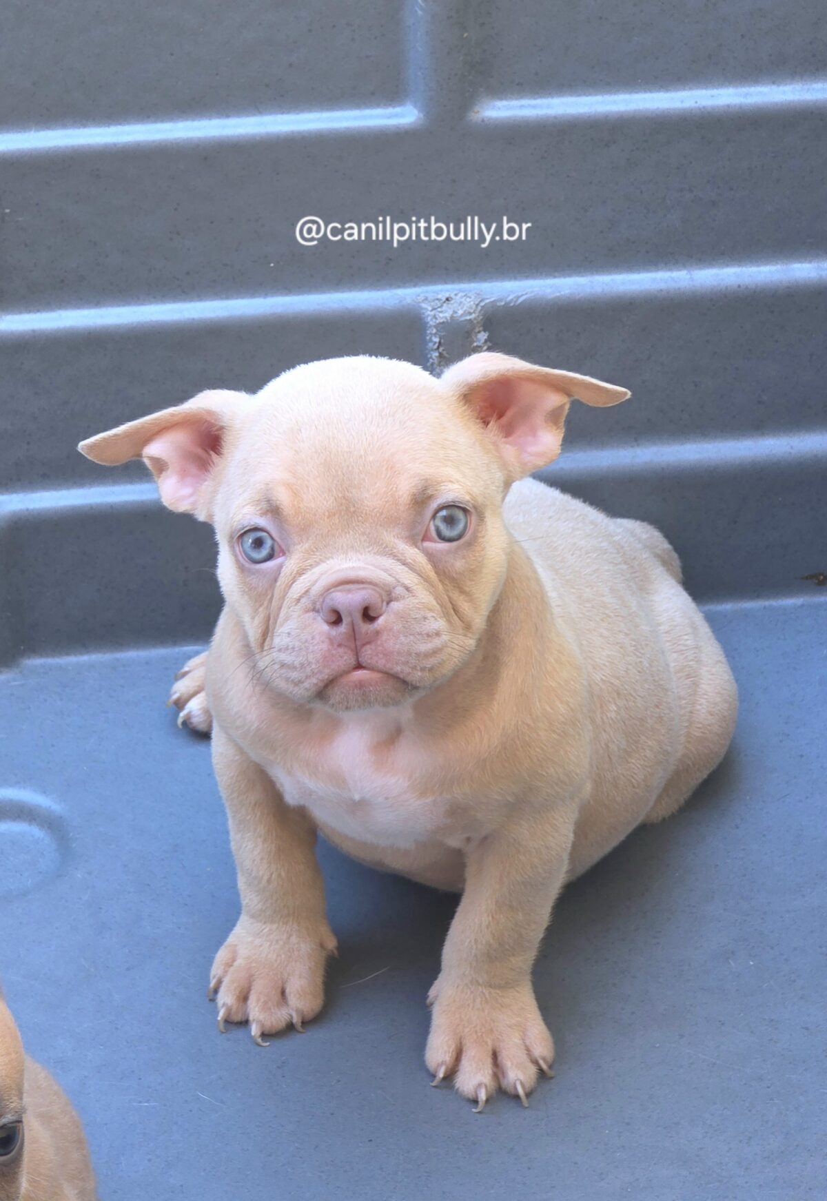 Filhote de American Bully fêmea creme