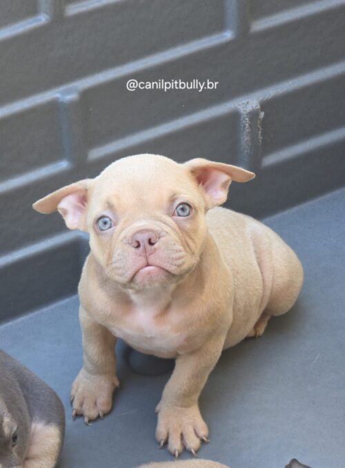 Filhote de American Bully fêmea creme