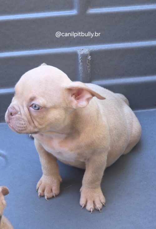 Filhote de American Bully fêmea creme