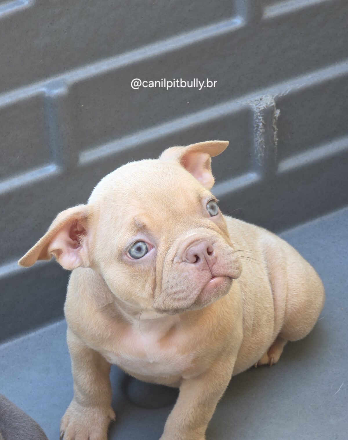 Filhote de American Bully fêmea creme