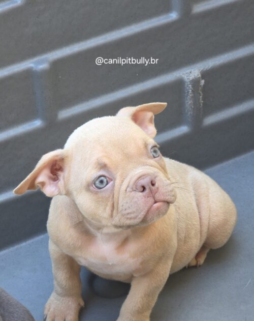 Filhote de American Bully fêmea creme