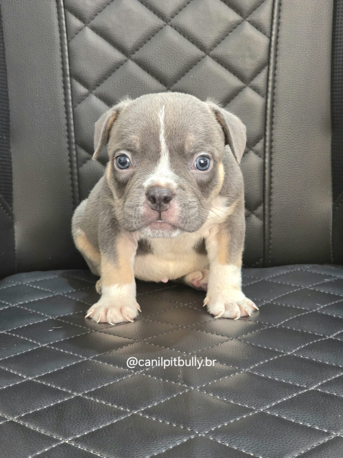 Filhote de American Bully fêmea Triblue Filhote de American Bully fêmea Triblue