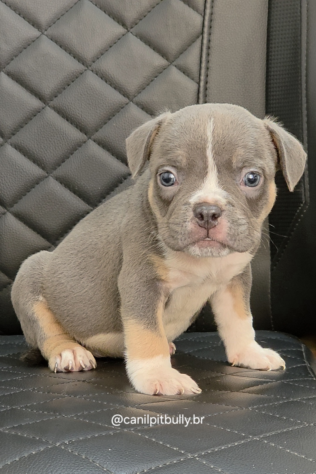 Filhote de American Bully fêmea Triblue Filhote de American Bully fêmea Triblue