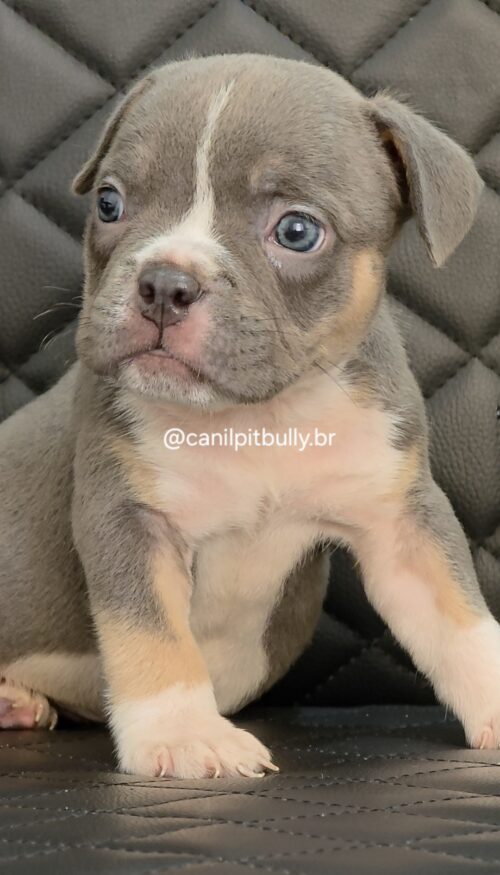 Filhote de American Bully fêmea Triblue Filhote de American Bully fêmea Triblue
