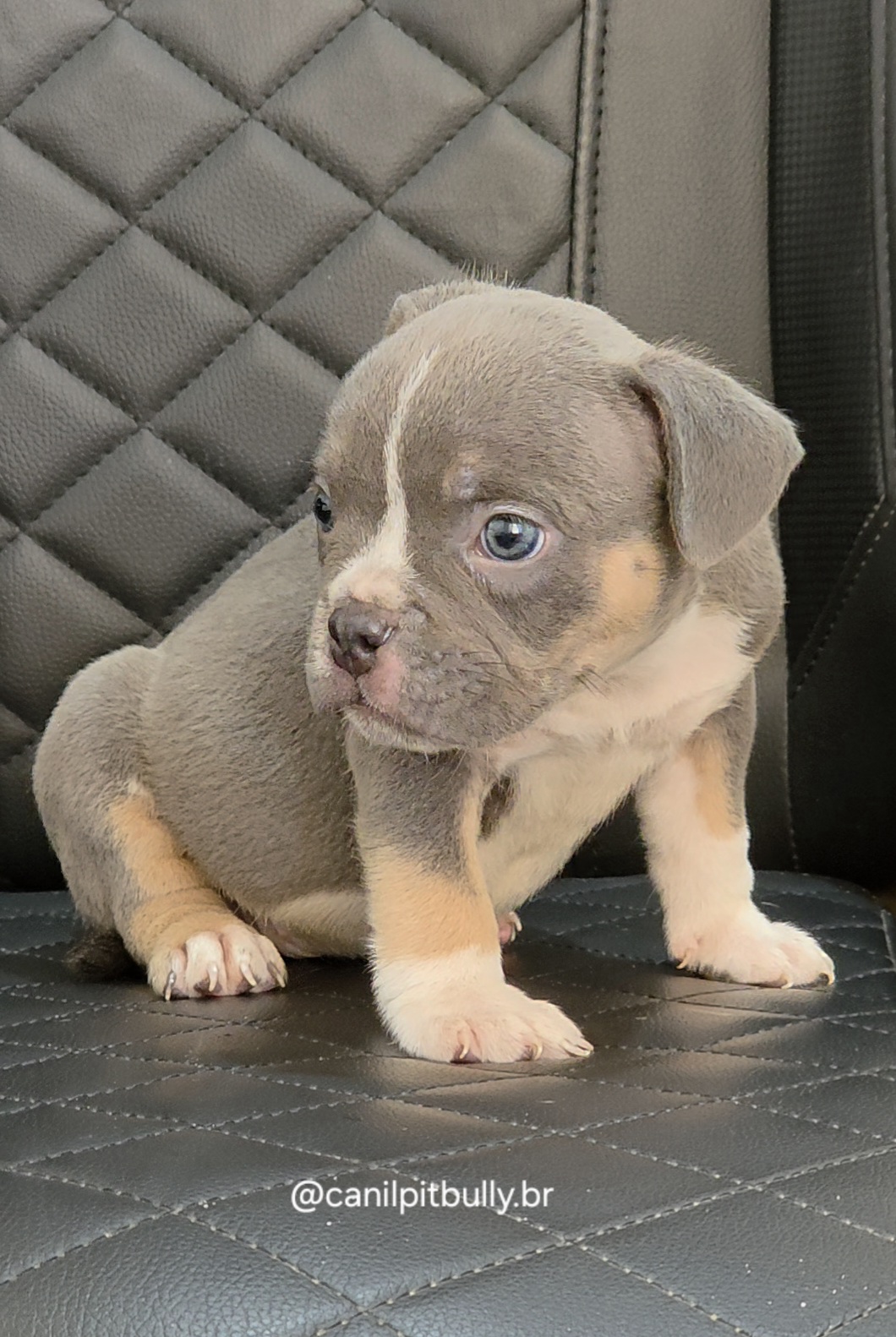 Filhote de American Bully fêmea Triblue Filhote de American Bully fêmea Triblue