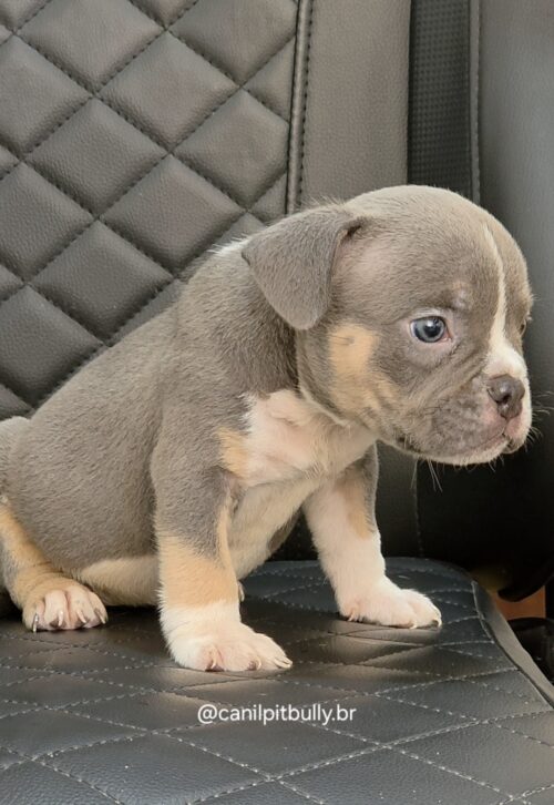 Filhote de American Bully fêmea Triblue Filhote de American Bully fêmea Triblue