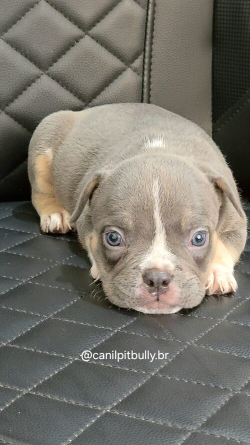 Filhote de American Bully fêmea Triblue Filhote de American Bully fêmea Triblue