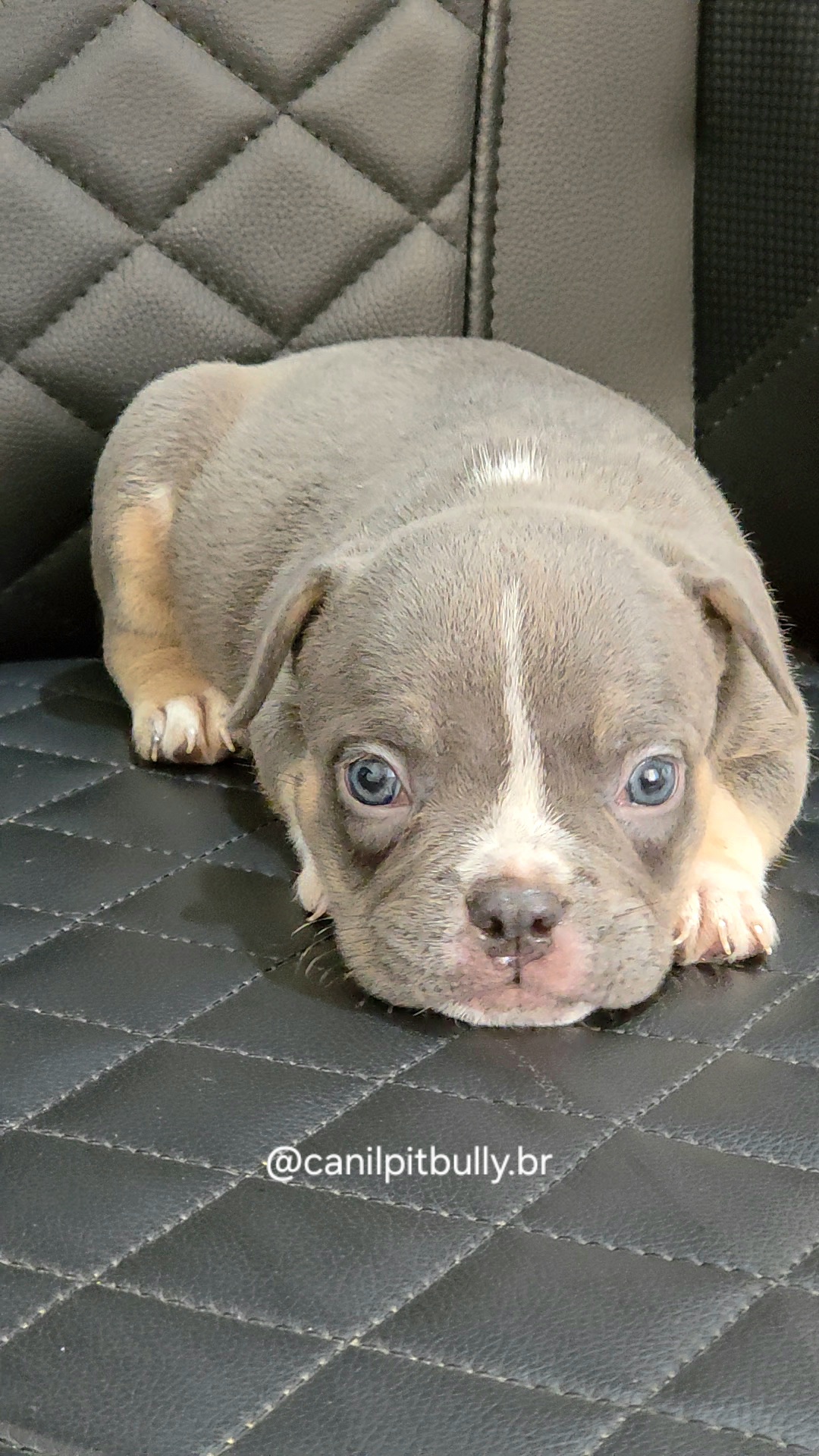 Filhote de American Bully fêmea Triblue Filhote de American Bully fêmea Triblue