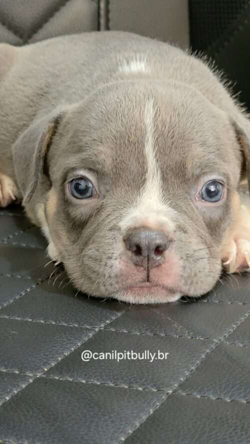 Filhote de American Bully fêmea Triblue Filhote de American Bully fêmea Triblue