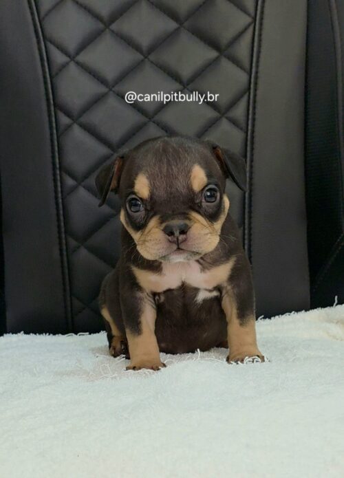 Filhote de American Bully fêmea Triblack
