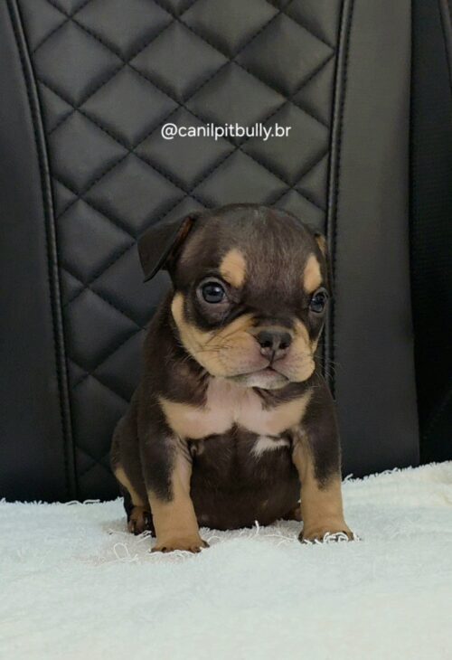 Filhote de American Bully fêmea Triblack