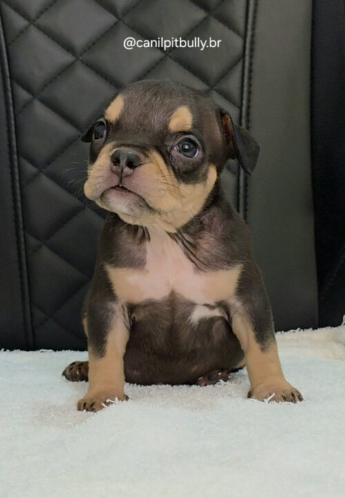 Filhote de American Bully fêmea Triblack