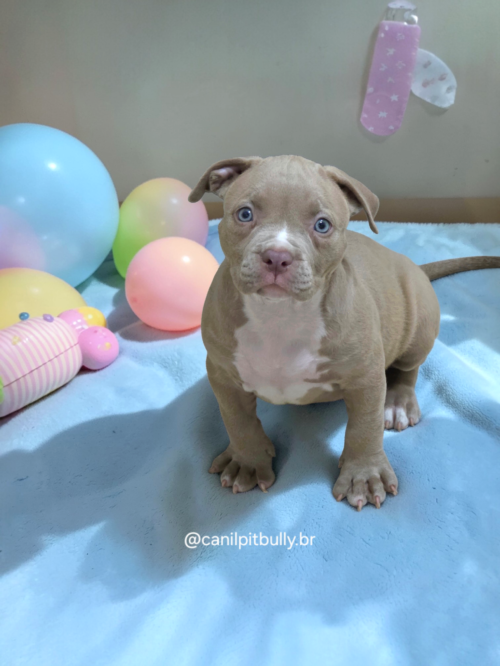 Pit Monster Fêmea Lilac Pit Monster Fêmea Lilac