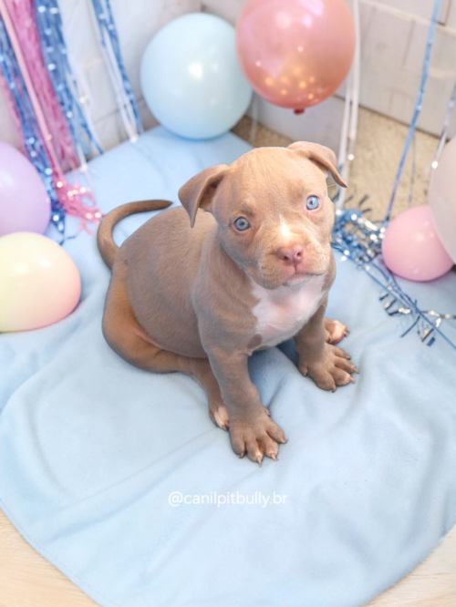 Pit Monster Fêmea Lilac Pit Monster Fêmea Lilac