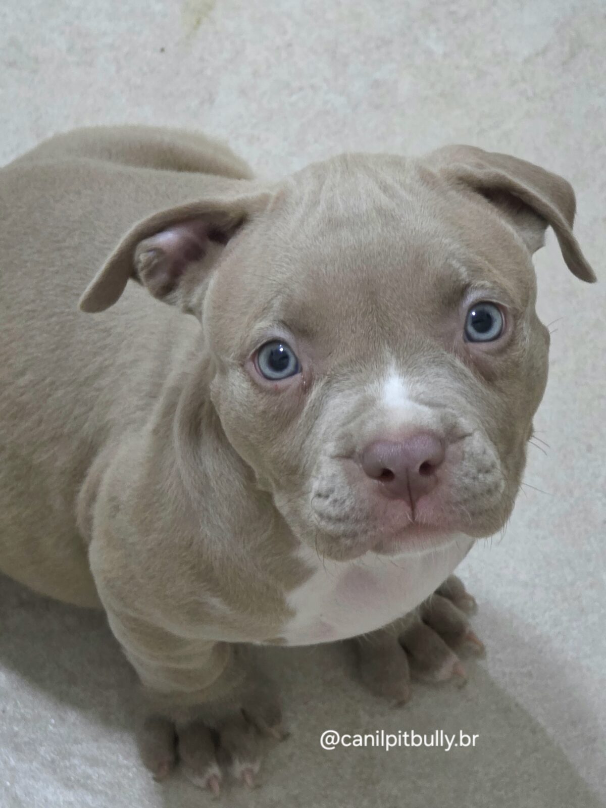 Pit Monster Fêmea Lilac Pit Monster Fêmea Lilac