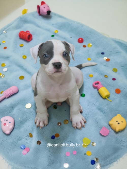 Pit Monster macho Branco e Cinza Pit Monster macho Branco e Cinza