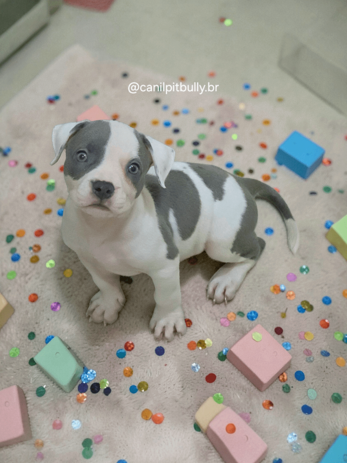 Pit Monster macho Branco e Cinza Pit Monster macho Branco e Cinza