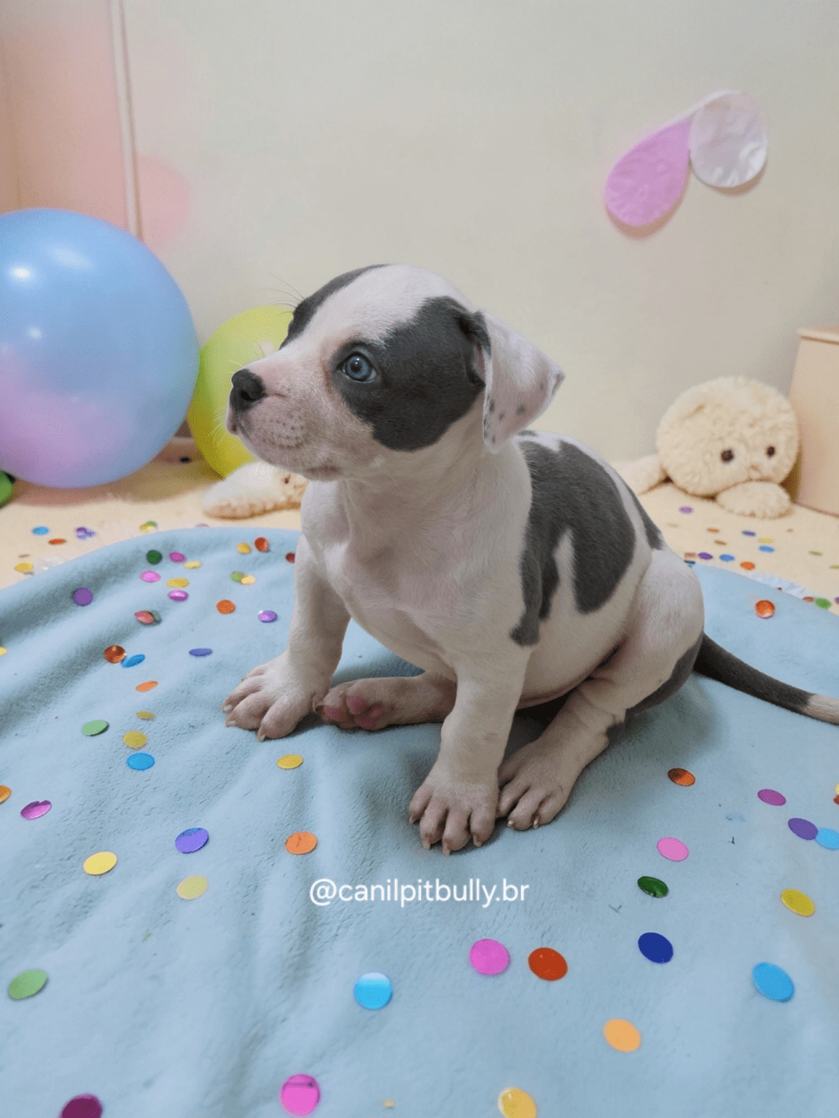 Pit Monster macho Branco e Cinza Pit Monster macho Branco e Cinza