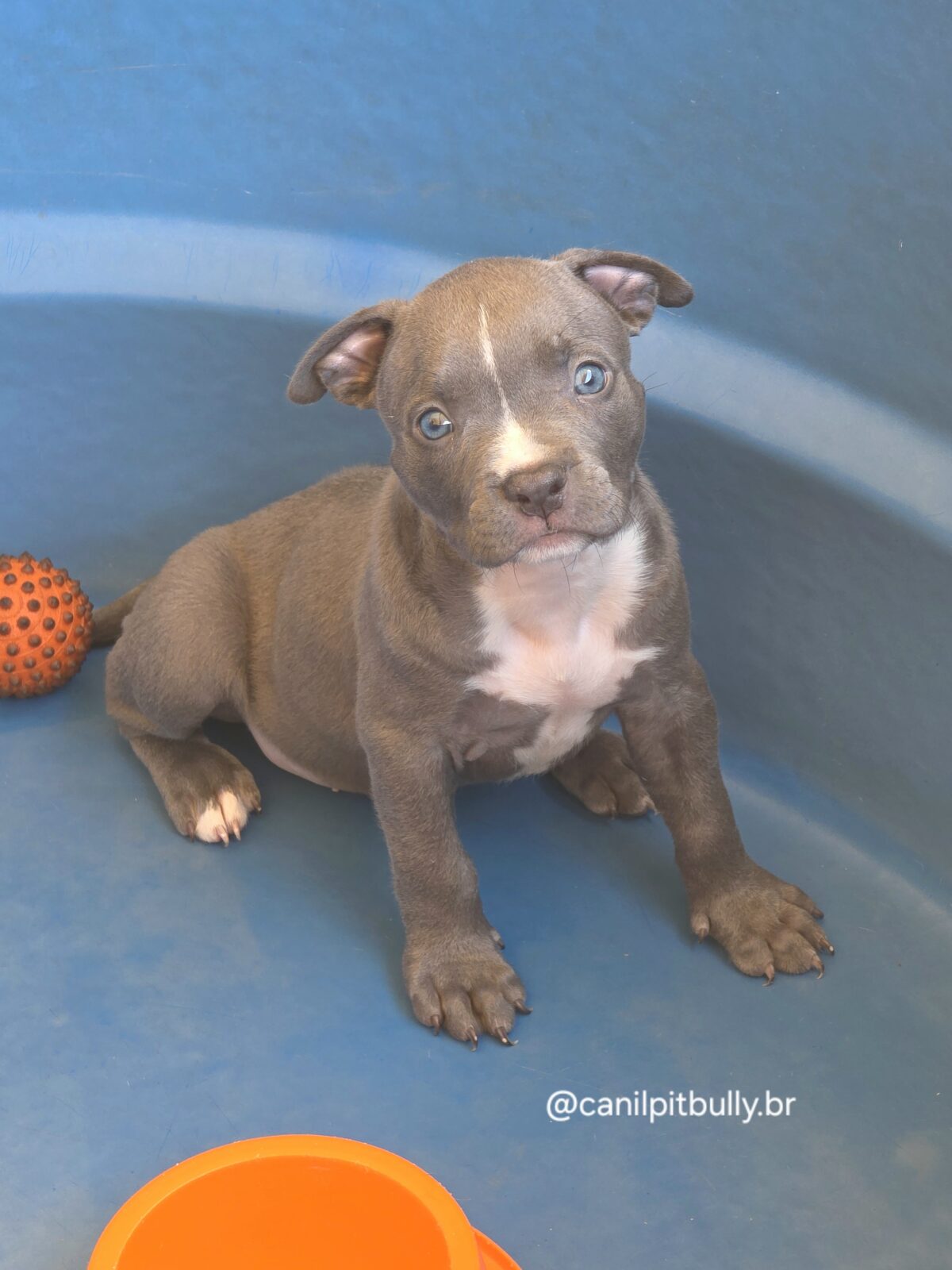 Pit Monster Macho Blue Cinza Pit Monster Macho Blue Cinza