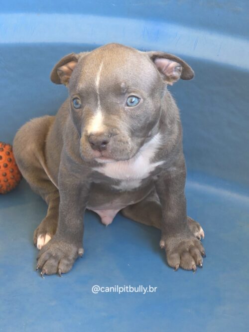 Pit Monster Macho Blue Cinza Pit Monster Macho Blue Cinza