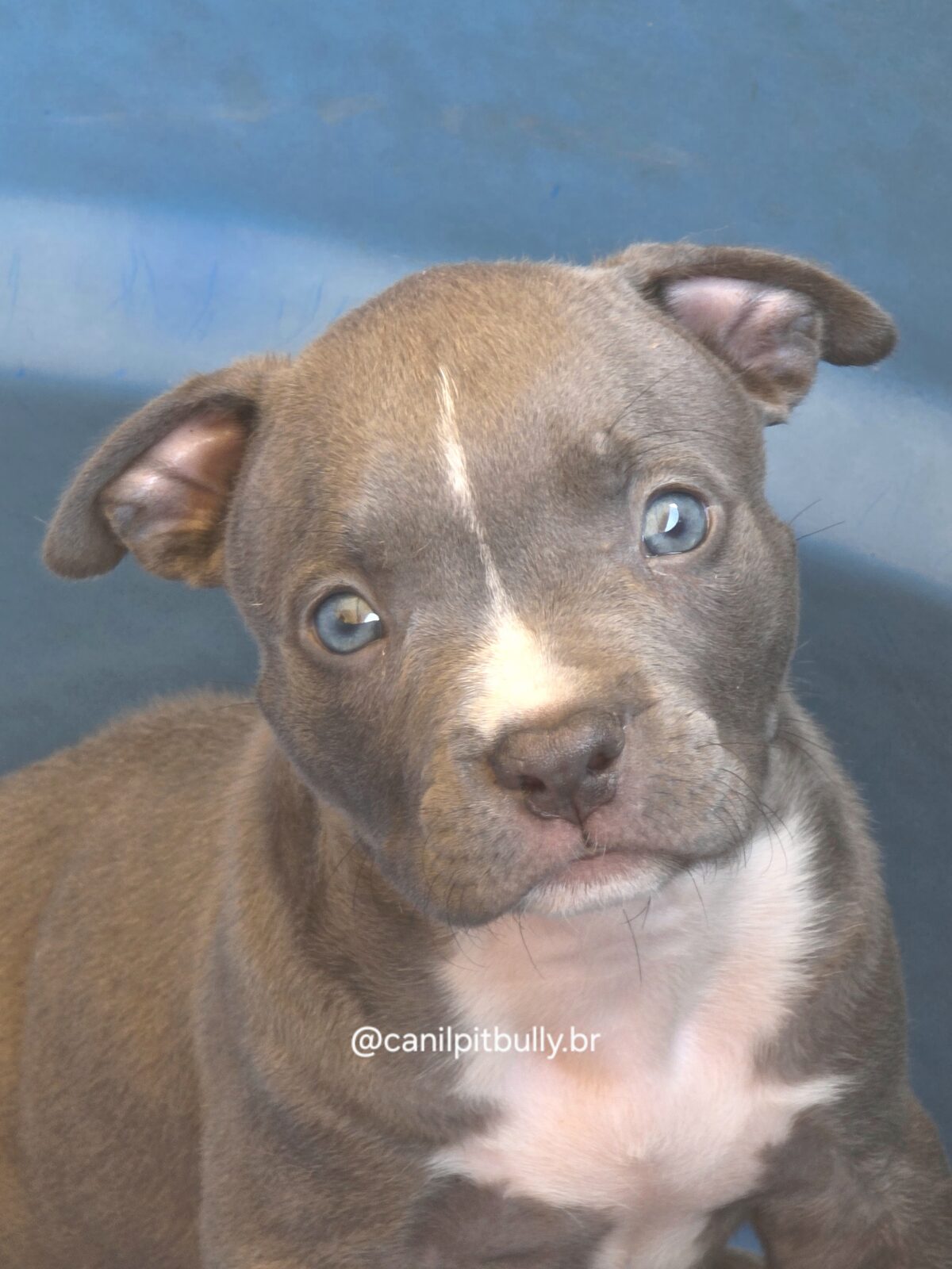 Pit Monster Macho Blue Cinza Pit Monster Macho Blue Cinza